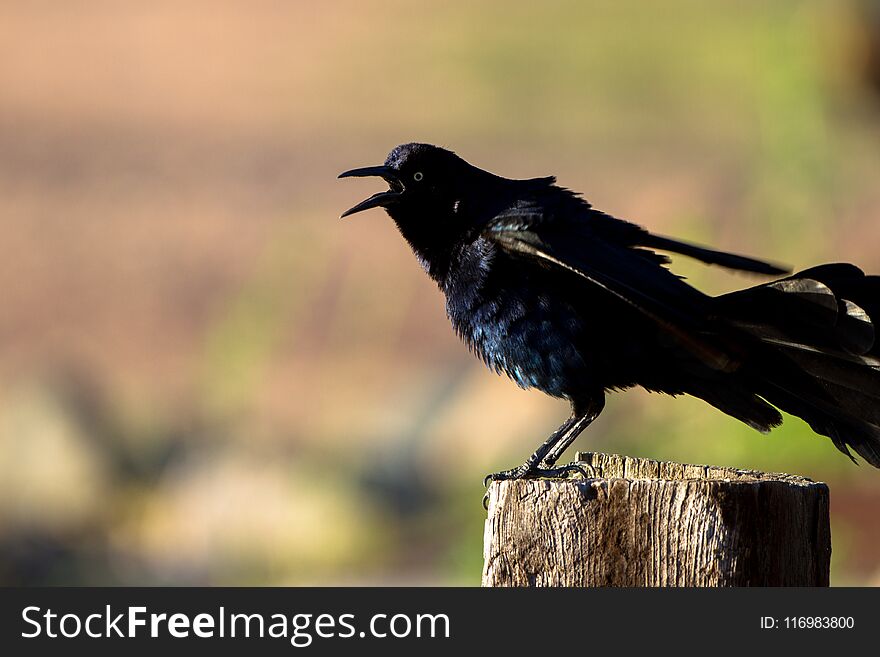 Great-tailed Grackle in early morning light beside the lagoon in Dead Horse Ranch State Park