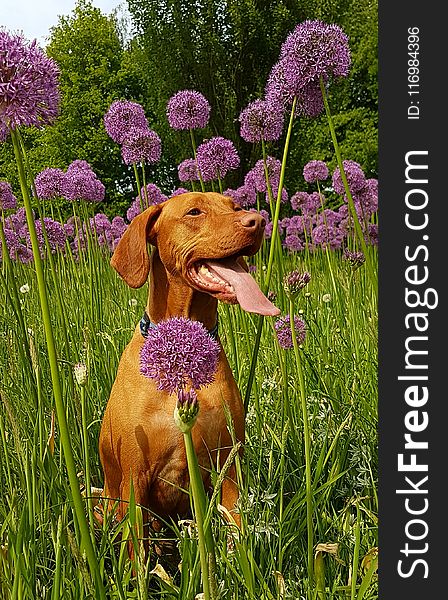 Tan Dog Sits On Flower Field At Daytime