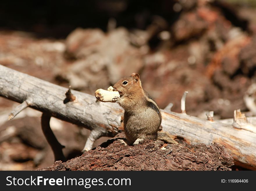 Shallow Focus Photography of Chipmunk