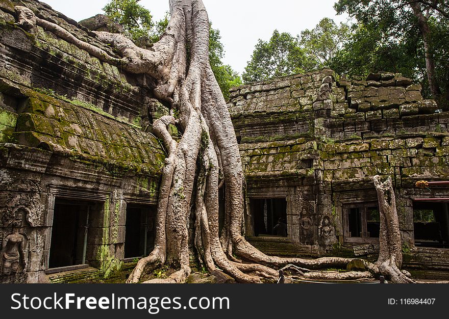 Green Leafed Trees