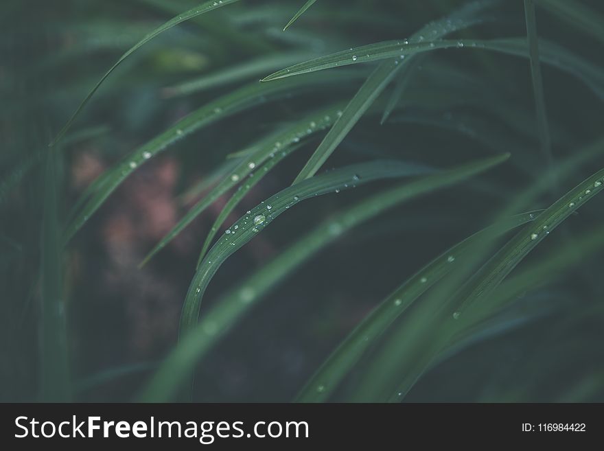 Macro Photography of Green Linear Leaf