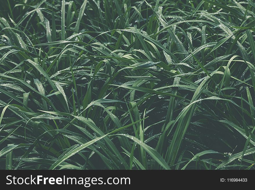 Closeup Photo of a Green Grass Field