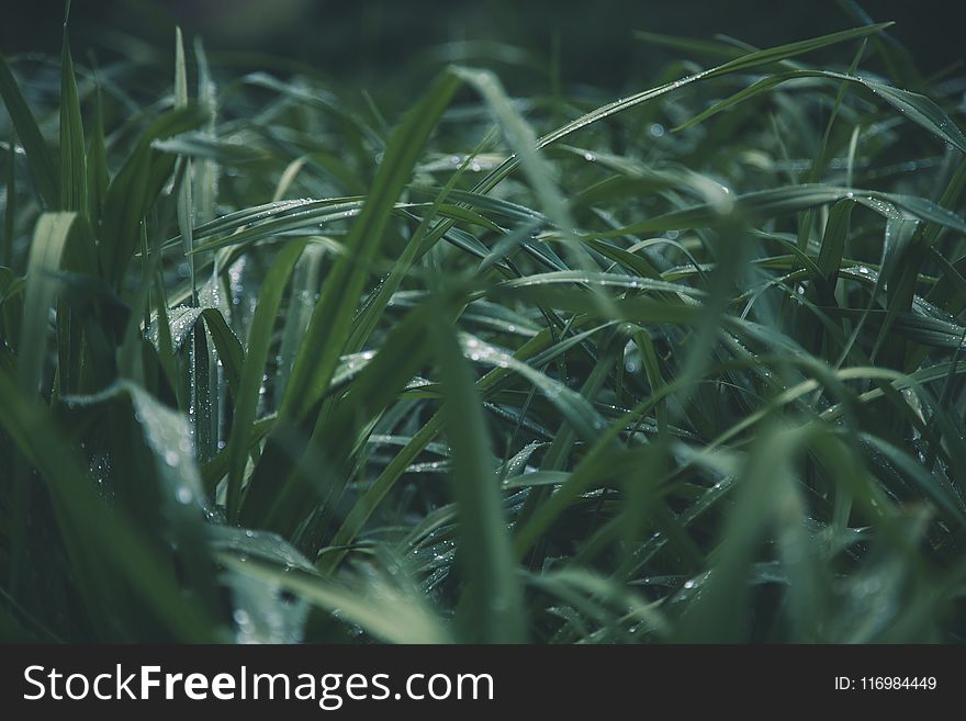 Shallow Focus Photo of Green Grass