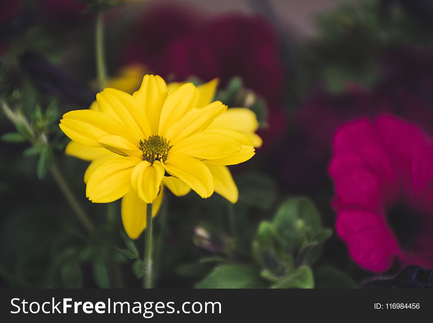 Shallow Focus Photography Of Yellow Flower