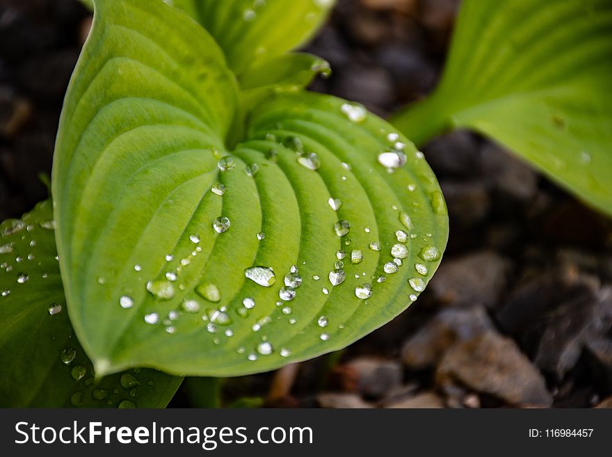 Close-up Photo Of Green Leaf Plant