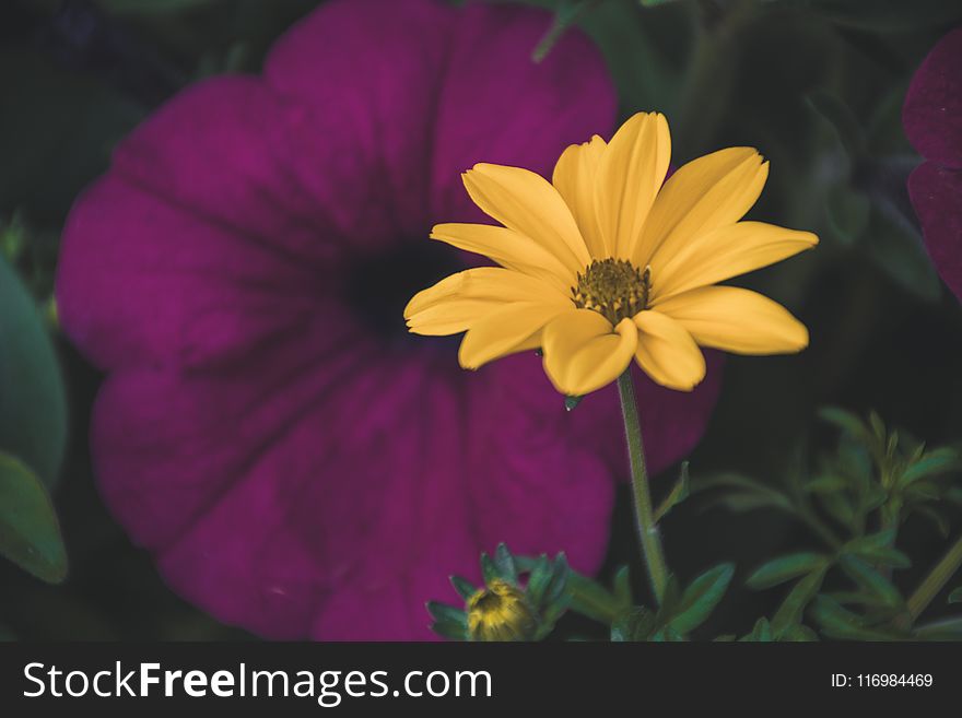 Selective Focus Photography Of Yellow Daisy Flower