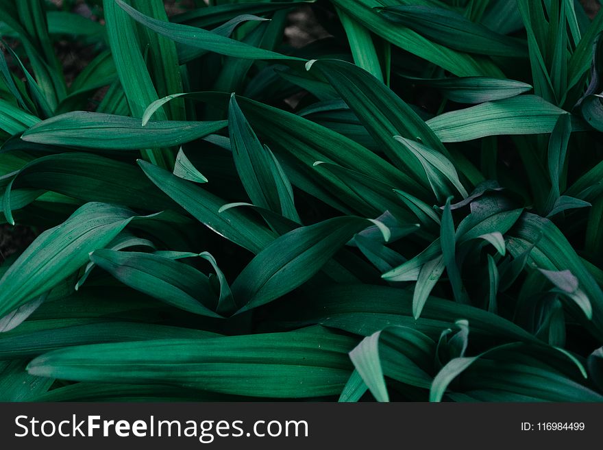 Macro Photograph Of Grass