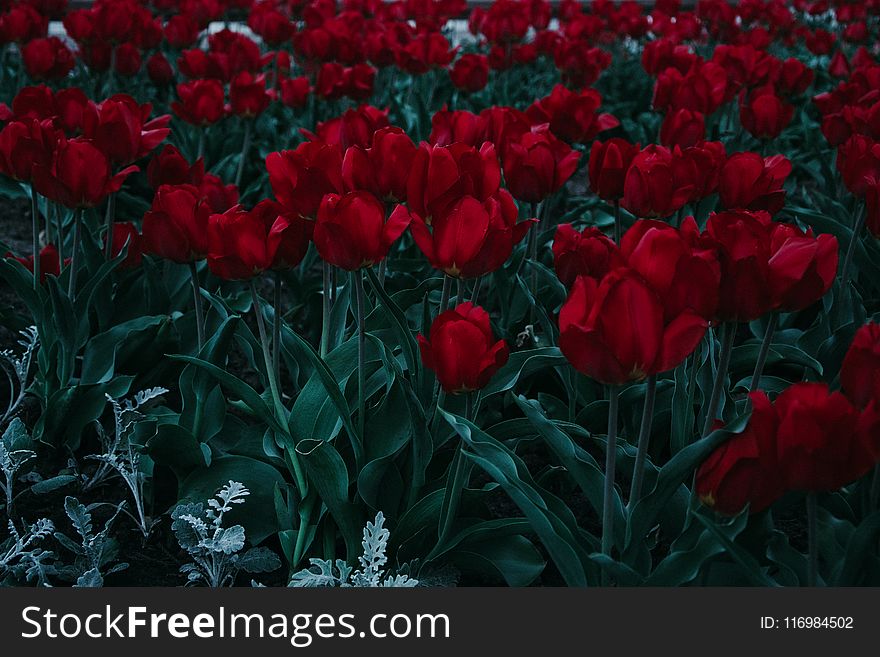 Bed Of Red Tulips