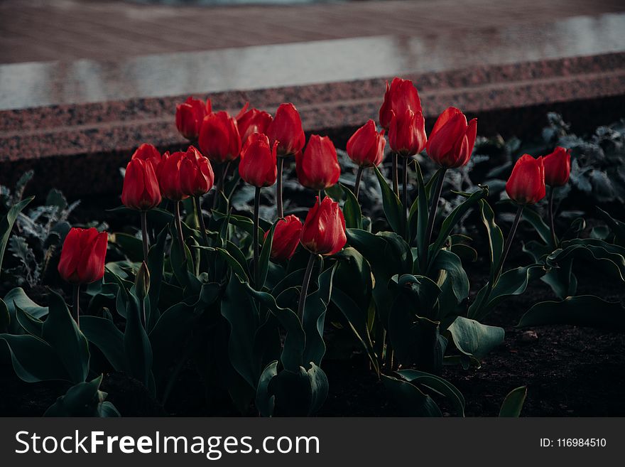 Bed Of Red Tulip Flowers
