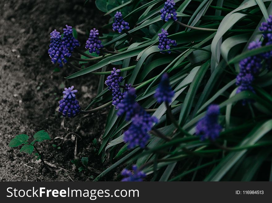 Shallow Focus Photo of Green Plant With Purple Flowers