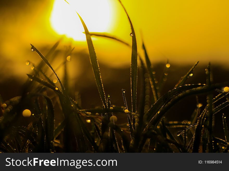 Macro Photography of Grass With Water Dew