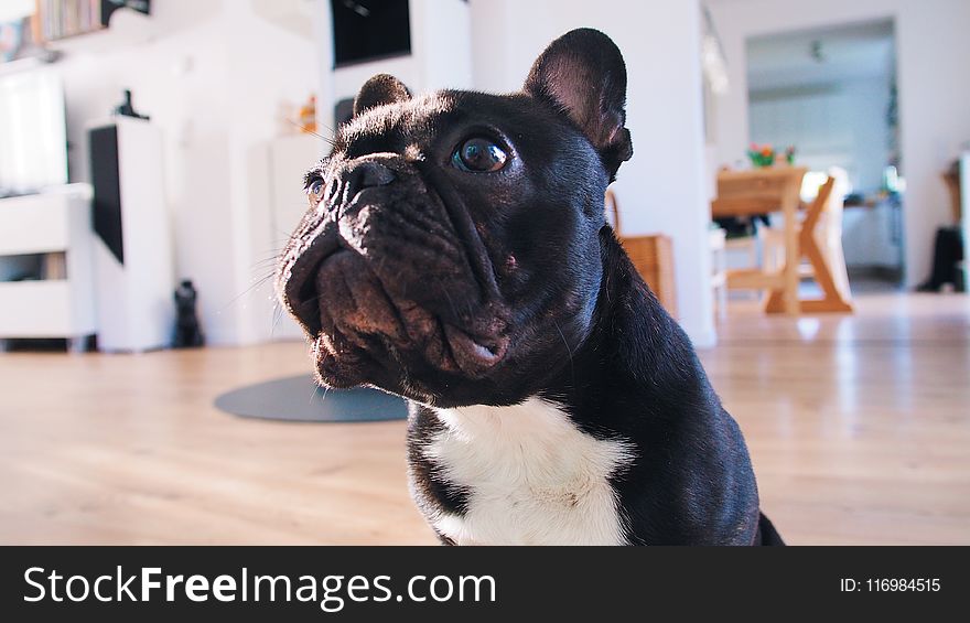 Adult Black French Bulldog on Brown Floor