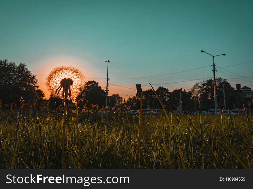 Dandelion Photo during Goldin Hoe