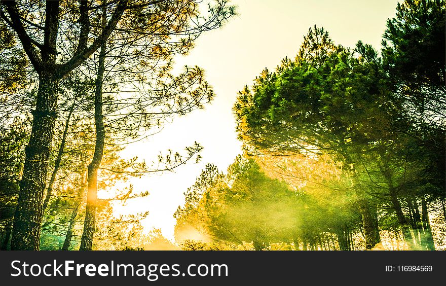 Green Trees during Golden Hour Photography
