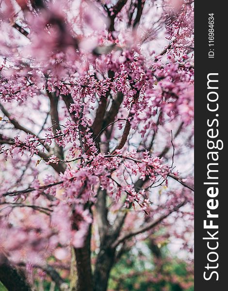 Selective Focus Photography Of Cherry Blossom