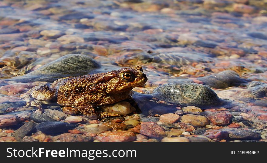 Close-Up photography of Frog