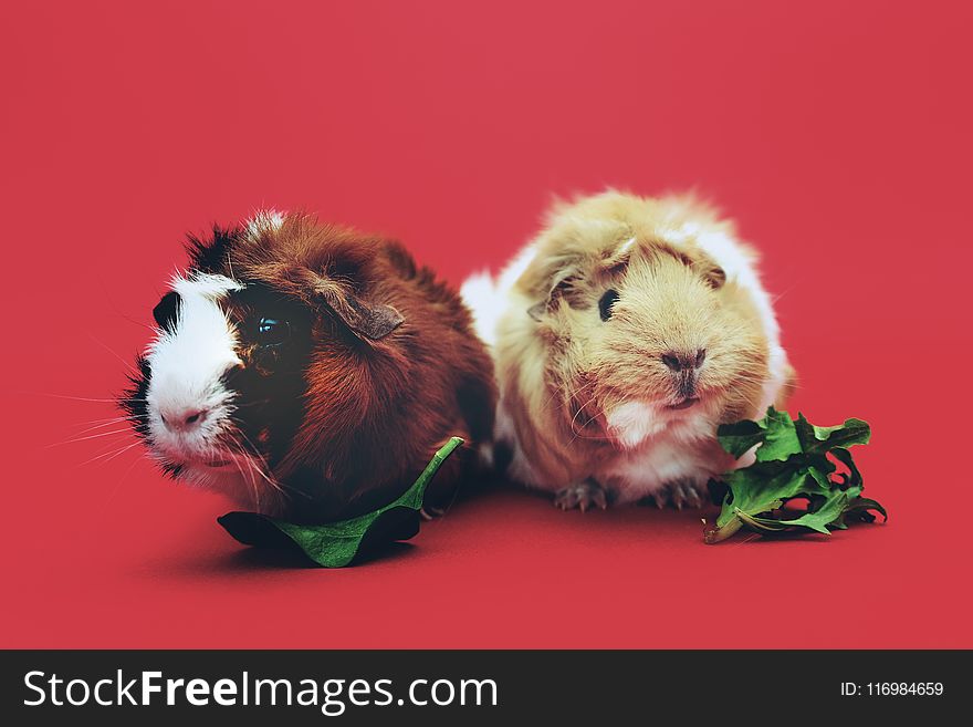 Two Brown and Beige Guinea Pigs