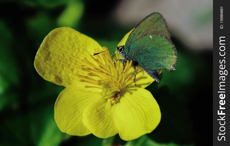 Green Butterfly on Rapeseed Flower