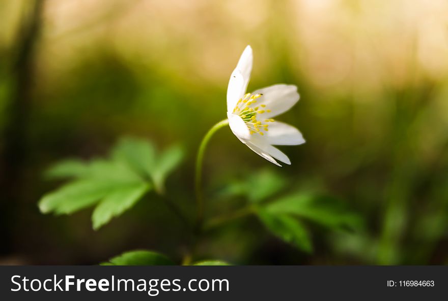 White Stitchwort Flower