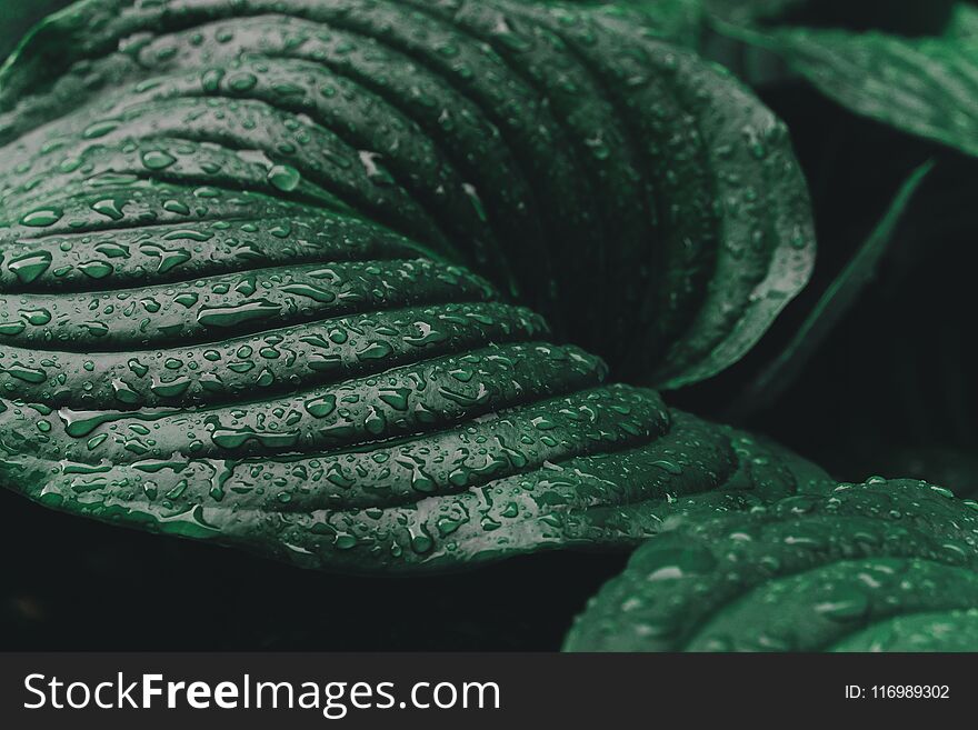 Large leaves of Spathiphyllum or Peace lily. Fresh green foliage after the rain, with rain drops. Green background. Large leaves of Spathiphyllum or Peace lily. Fresh green foliage after the rain, with rain drops. Green background