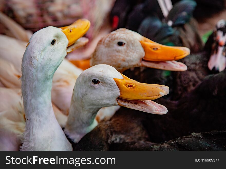 Geese For Sale In Local Market