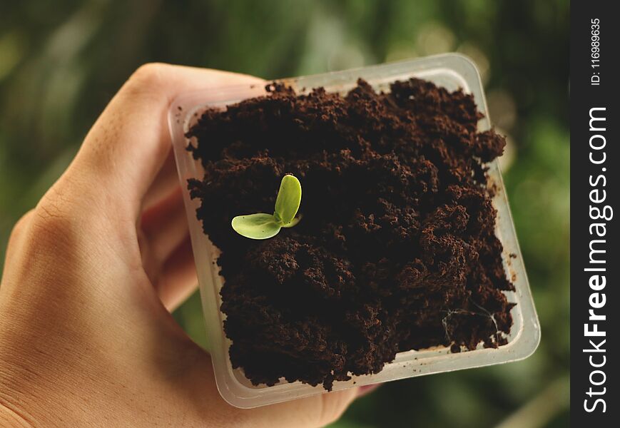 Hand Holding Square Plastic Cup of Flower Seed Growing in Coffee - Natural Green Background