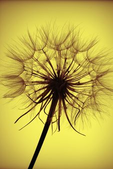 Seedhead Silhouette Royalty Free Stock Photos Seedhead Silhouette Royalty Free Stock Photos