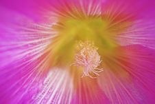 Hollyhock Stock Image Hollyhock Stock Image