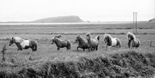 Icelandic Horses Royalty Free Stock Image