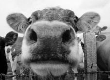 Cow Mouth 1 Stock Photos Cow Mouth 1 Stock Photos