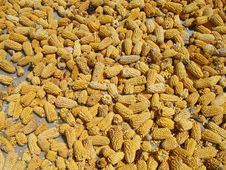 Corn Lying Out To Dry Stock Image Corn Lying Out To Dry Stock Image