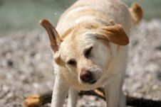 Dog Shake Royalty Free Stock Image Dog Shake Royalty Free Stock Image