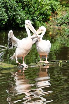 Two Pelicans Stock Photos Two Pelicans Stock Photos