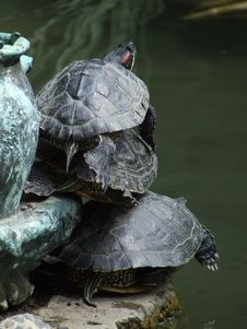 Three Turtles Royalty Free Stock Photo Three Turtles Royalty Free Stock Photo