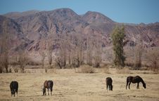Horses Grazing In Colourful Mountains Stock Image Horses Grazing In Colourful Mountains Stock Image