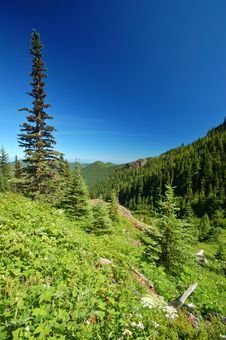 Mountain Meadow Royalty Free Stock Photo Mountain Meadow Royalty Free Stock Photo