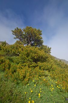Mountain Meadow Royalty Free Stock Photo Mountain Meadow Royalty Free Stock Photo