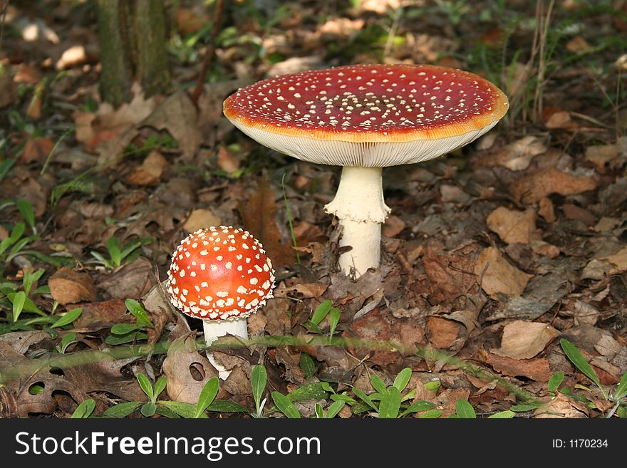 Beautiful red, fly agaric mushroom