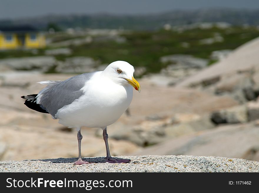 Seagull found at Peggy's Cove in Nova Scotia, Canada. Seagull found at Peggy's Cove in Nova Scotia, Canada.