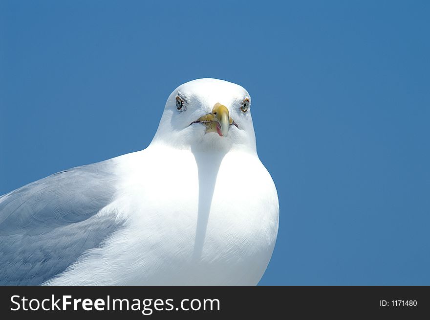 Staring Seagull