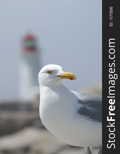 Seagull With Lighthouse