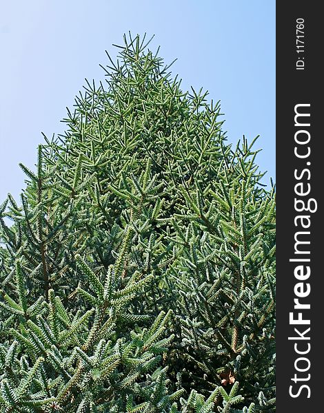 Fir-tree on a background of the clear blue sky
