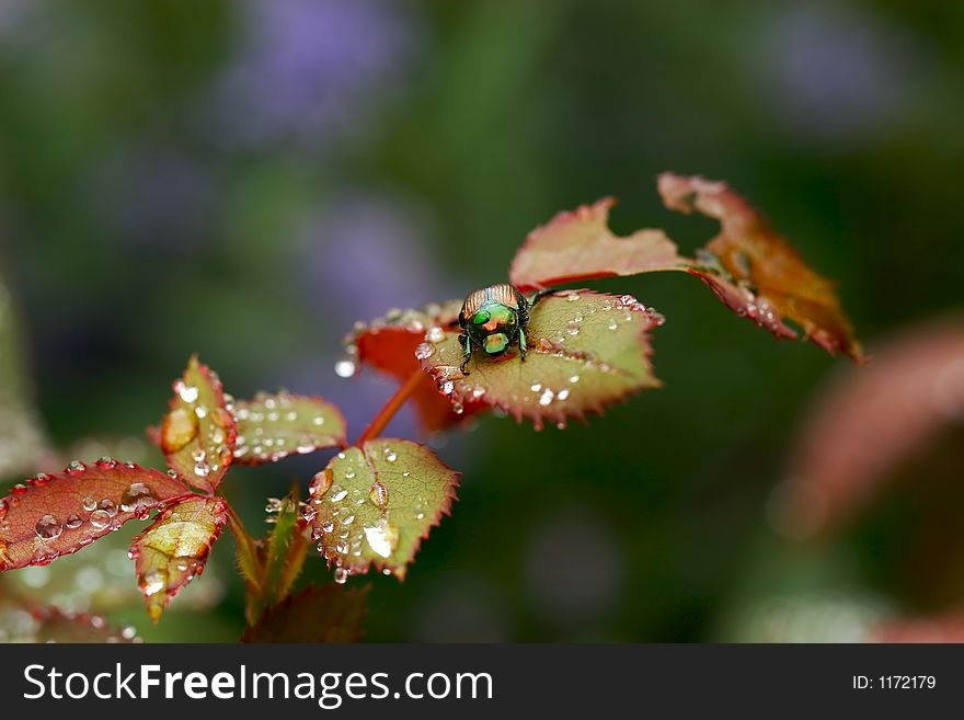 Japanese beetle on a rose bush