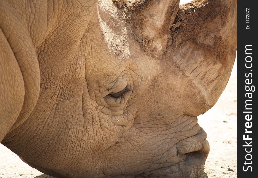 Rhino head
