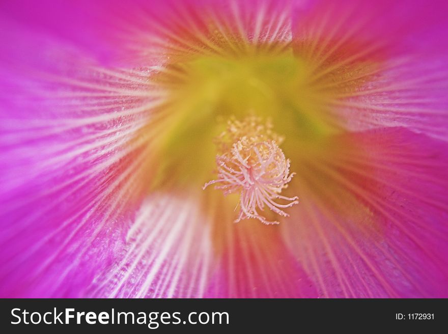 Centre of pink hollyhock flower