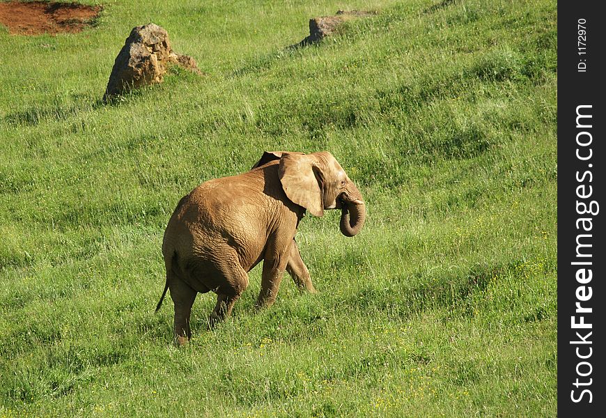 Elephant walking an eating in the field
