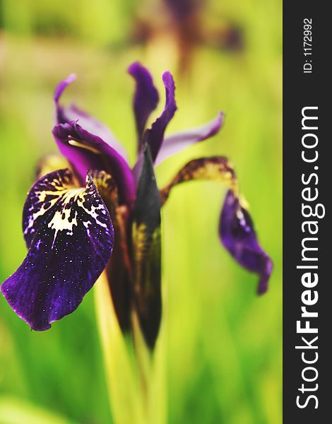 Single purple iris flower spike