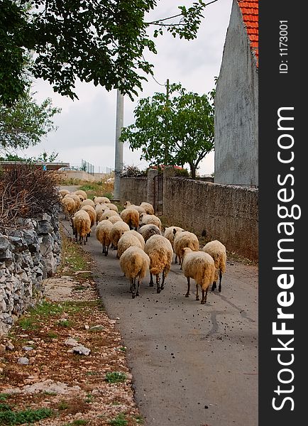 Herd of sheep in a nature returning home