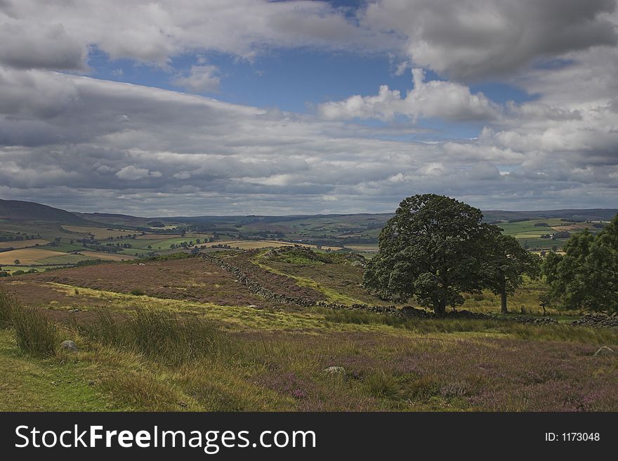 Scene of moorland and farmland with trees and heather