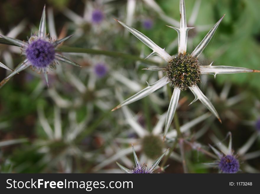 Sea holly flowers and spikes.